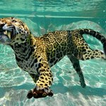 Naukowcy zszokowani po pomiarach. Jaguar z Brazylii pobił wszelkie rekordy