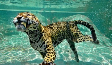 Naukowcy zszokowani po pomiarach. Jaguar z Brazylii pobił wszelkie rekordy