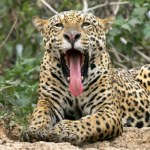 Amazonia Naukowcy zszokowani po pomiarach. Jaguar z Brazylii pobił wszelkie rekordy