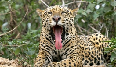 Naukowcy zszokowani po pomiarach. Jaguar z Brazylii pobił wszelkie rekordy