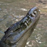 Ocean Naukowcy zszokowani po pomiarach. Krokodyl pobił wszelkie rekordy