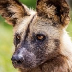 Naukowcy zszokowani po pomiarach. Likaony z Zambii pobiły wszelkie rekordy