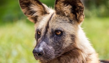 Naukowcy zszokowani po pomiarach. Likaony z Zambii pobiły wszelkie rekordy