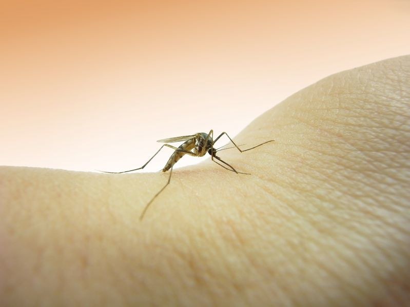 Naukowey wreszcie pokonają dengę? /123RF/PICSEL