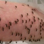 Naukowiec karmił komary własną krwią