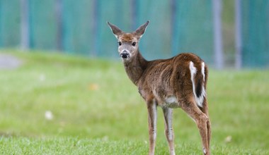 Naukowiec ostrzega: koronawirus u jeleni może wpłynąć na pandemię u ludzi