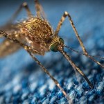 Naukowiec zbiera martwe komary pocztą. Zachęca innych do wysyłania