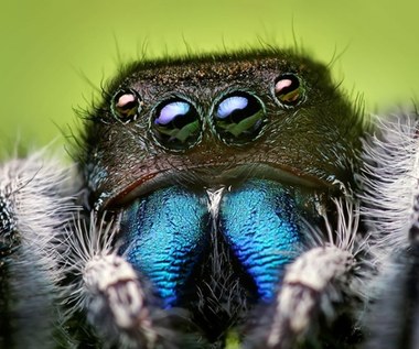 Jubileo Científico.  Ya hemos descubierto 50.000 especies de arañas