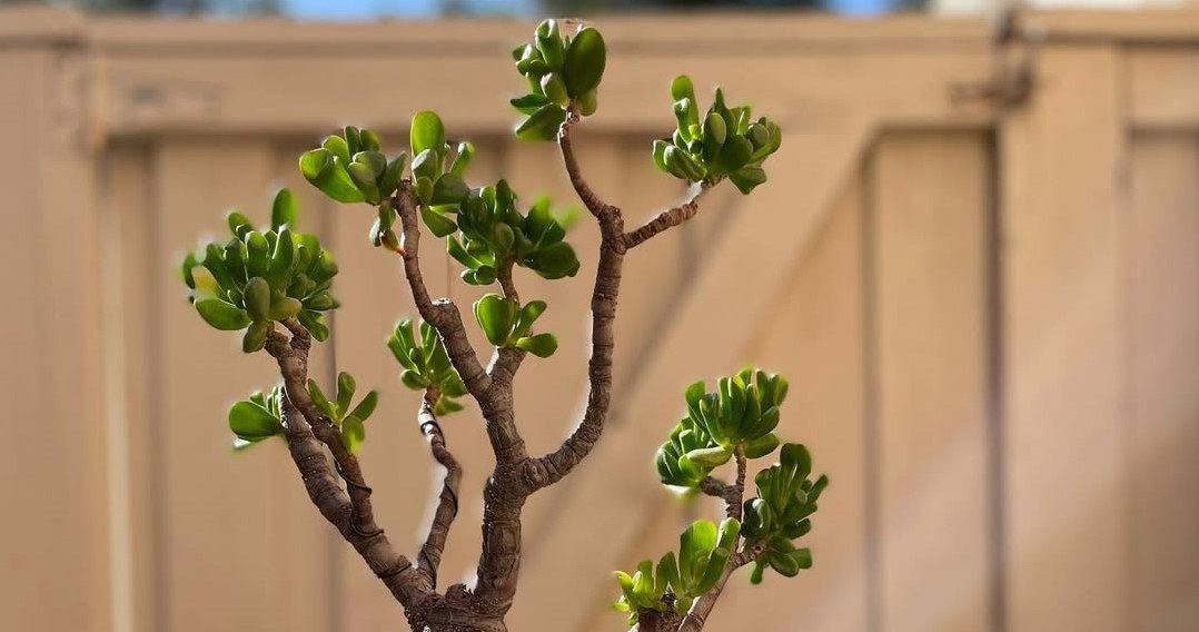 Навіть маленьке грошове дерево буде рости енергійно, якщо його регулярно підживлювати /Domena publiczna