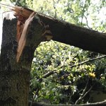 Nawałnica uszkodziła dachy i drzewa w gminie Grodziczno