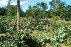 Nawałnice na zachodzie kraju. Połamane drzewa blokują tory