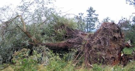 Nawałnice przetoczyły się nad Dolnym Śląskiem /RMF24