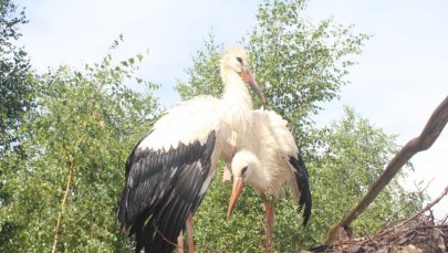 Nawałnice raniły setki ptaków. Ośrodek rehabilitacji pęka w szwach