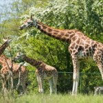 Nawet 10 lat więzienia grozi byłej dyrektorce zoo. Do sądu trafił akt oskarżenia