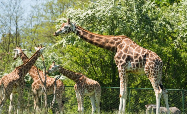Nawet 10 lat więzienia grozi byłej dyrektorce zoo. Do sądu trafił akt oskarżenia