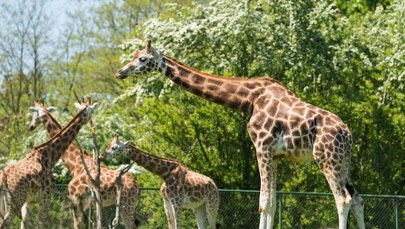 Nawet 10 lat więzienia grozi byłej dyrektorce zoo. Do sądu trafił akt oskarżenia