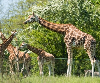 Nawet 10 lat więzienia grozi byłej dyrektorce zoo. Do sądu trafił akt oskarżenia