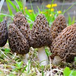 Nawet 2 tys. zł za kilogram. Smardze są już polskich w lasach