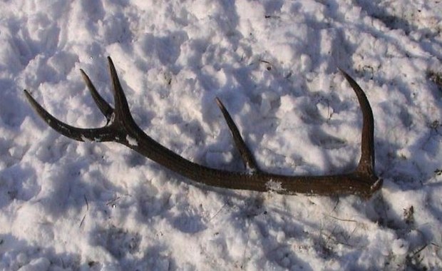 Nawet 300 zł za kilogram. Ruszyły poszukiwania zrzutów