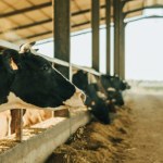 Nawet 65 tys. zł kary dla rolników. Przepisy na biurku prezydenta, wie o nich niewielu