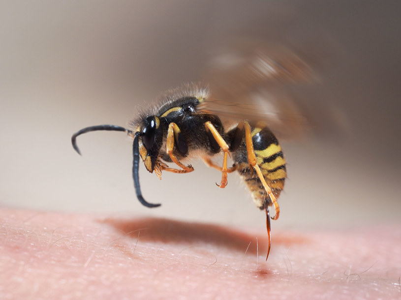 Nawet jeśli nie masz uczulenia, użądlenie pszczoły może skończyć się źle /123RF/PICSEL