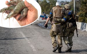 Nawet krewetki pomagają w Ukrainie! Innowacyjne opatrunki ratują życie żołnierzy