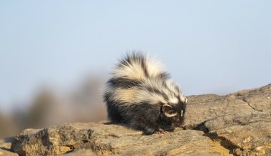 Nawet lwy się jej boją. Smród większy niż u skunksa