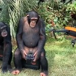 Nawet małpy poradzą sobie z obsługą dronów