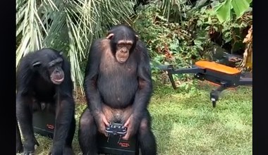 Nawet małpy poradzą sobie z obsługą dronów