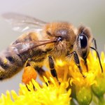 Nawet najmniejsza dawka nikotynoidów szkodzi pszczołom
