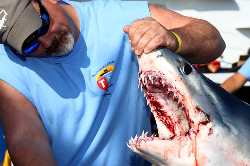 Nawet rekin ostronosy nie da rady uciec polującym na niego ludziom... /Getty Images