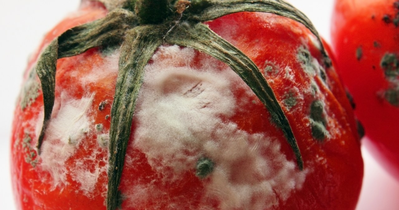 Nawet spleśniałe pomidory można wykorzystać. Ich nasiona są bardzo cenne /Pixel