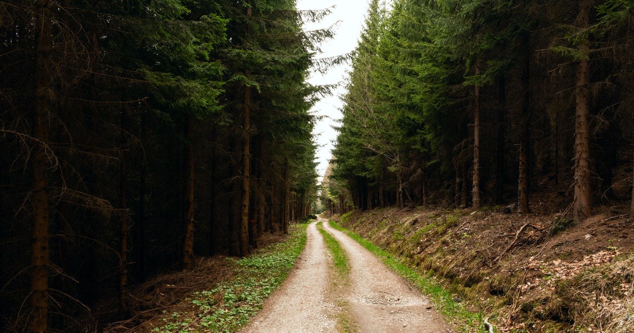 Nawet taka droga w lesie nie oznacza, że wolno na nią wjechać /123RF/PICSEL
