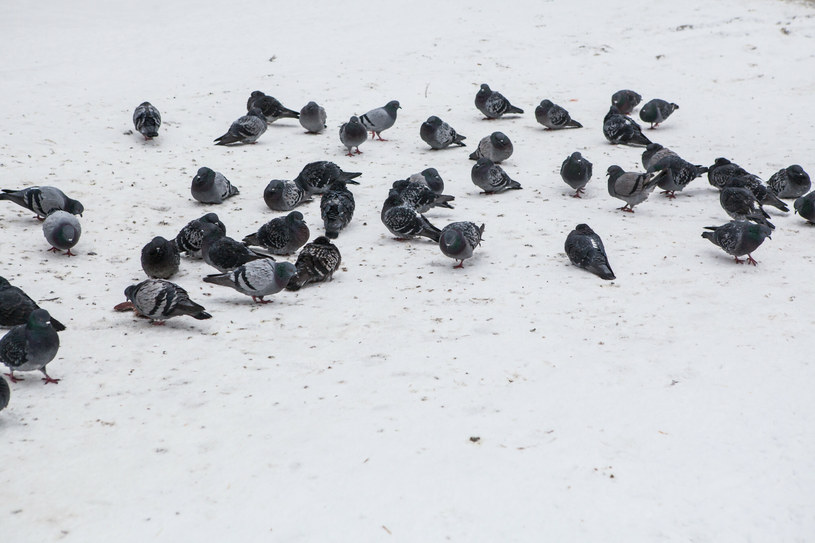 Nawet zimą gołębie w miastach mają stały dostęp do pożywienia /Adam Burakowski/REPORTER /East News