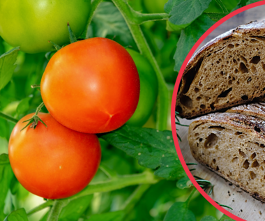 Nawóz z chleba do pomidorów. Jak go zrobić?