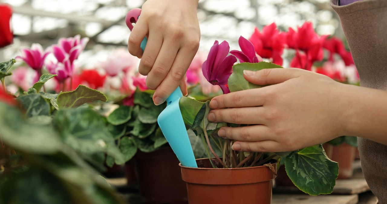 Nawóz ze skórek kiwi wesprze między innymi cyklameny. Dzięki niemu bujnie rozkwitną. /Pixel