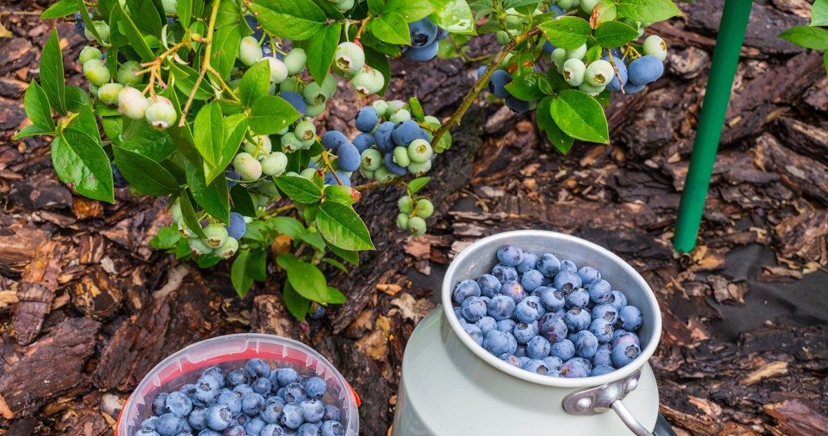 Nawożenie borówki amerykańskiej wiosną - czym ją nawozić, żeby zbierać owoce wiadrami? /123RF/PICSEL