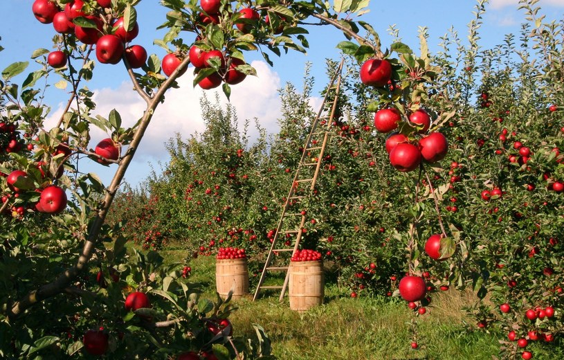 Nawożenie jesienne w sadzie przeprowadźmy już po zebraniu owoców, ale jeszcze przed nadejściem mrozów /Pixabay.com