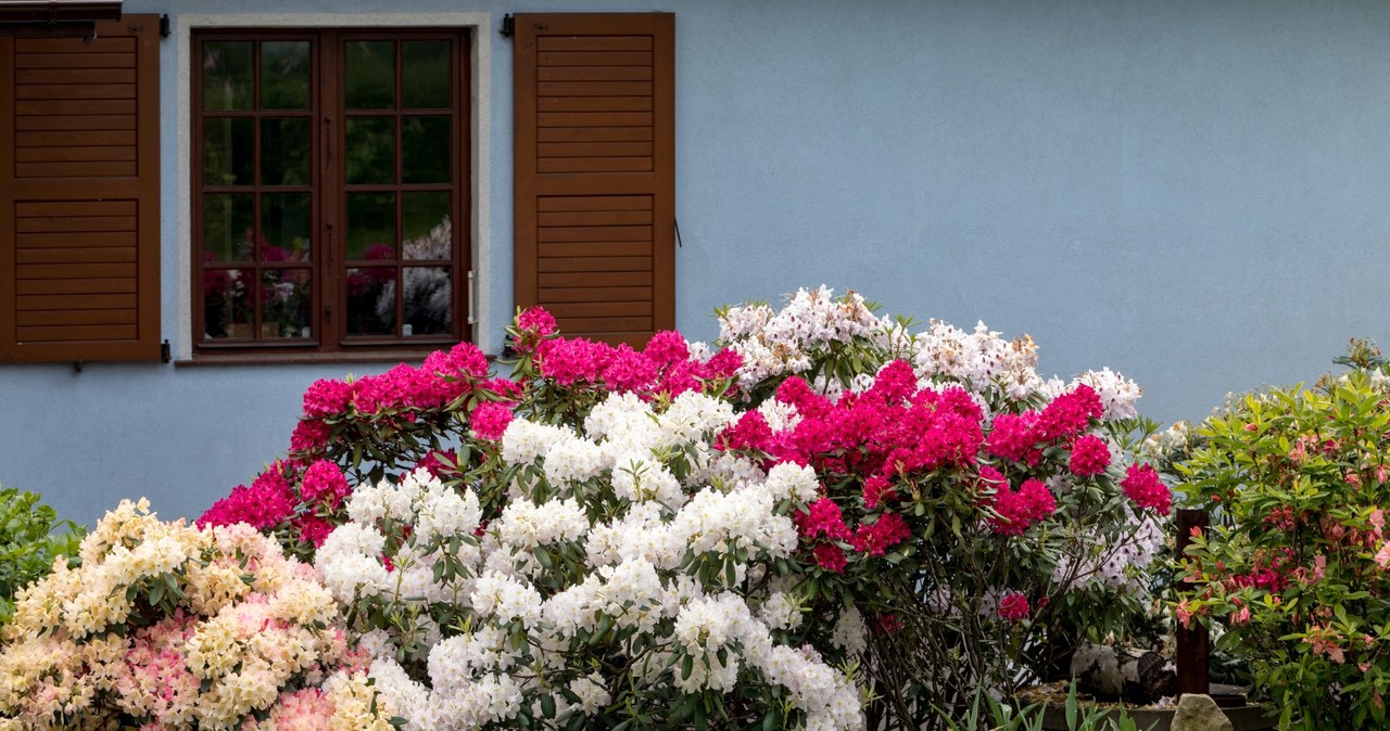 Nawożenie rododendronów wiosną ci się opłaci /123RF/PICSEL