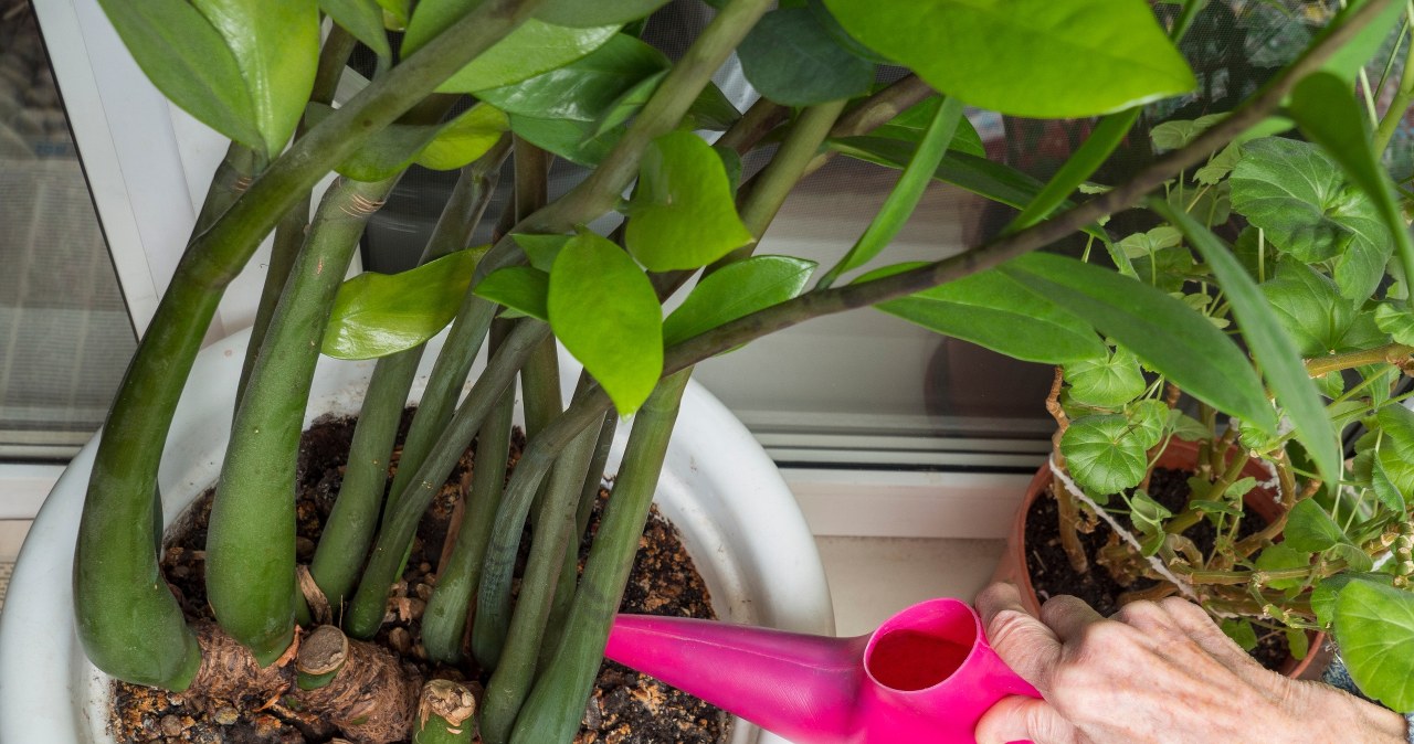 Nawożenie zamiokulkasa jesienią powinno być ograniczone do łagodnych, naturalnych odżywek domowej roboty. Wystarczy je stosować raz w miesiącu /123RF/PICSEL