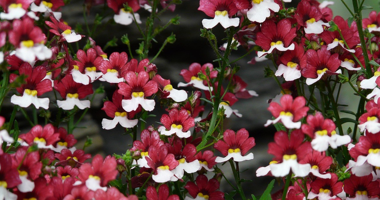 Найбільш рясно немезія цвіте на повному сонці або у світлій півтіні /pixabay.com