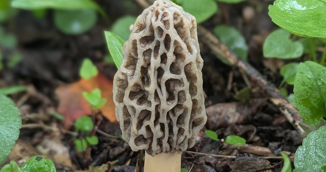 Найбільшу небезпеку під час весняного збору грибів становить плутанина сморчка з каштановою печерицею /Domena publiczna