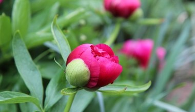 Найкраще добриво для стимуляції росту півоній. Швидко відновляться і дадуть море квітів