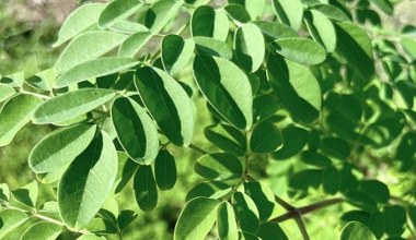 Називають чудодійним деревом. Чай з її листя піклується про серце, знижує рівень цукру та підтримує вагу