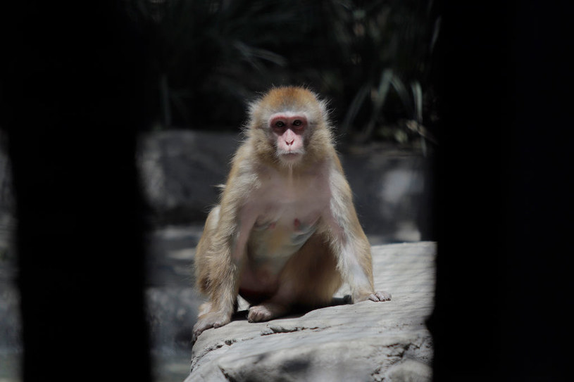 Nazwa choroby jest nieco myląca. To nie małpy, ale głównie takie gryzonie jak myszy, szczury czy wiewiórki odpowiadają za przenoszenie wirusa małpiej ospy /Gerardo Vieyra/NurPhoto via Getty Images /Getty Images