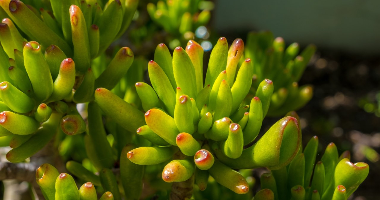 Nazwa Uszy Shreka pochodzi od charakterystycznych rurkowatych liści rośliny. /Pixel