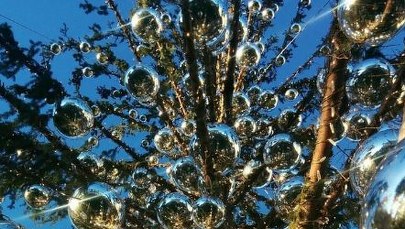 Nazwali ją szczotką do toalety. Teraz rzymską choinkę przemielą na ołówki?