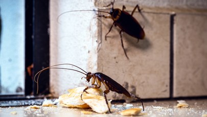 Nazwij karalucha imieniem swojego eks. Nietypowa propozycja na walentynki