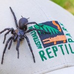Nazywa się Herkules. W Australii znaleziono największego z najbardziej jadowitych pająków