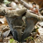 Nazywają je czarnym złotem. W tych lasach jest ich teraz pełno